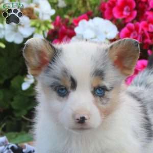 Leon, Pembroke Welsh Corgi Puppy