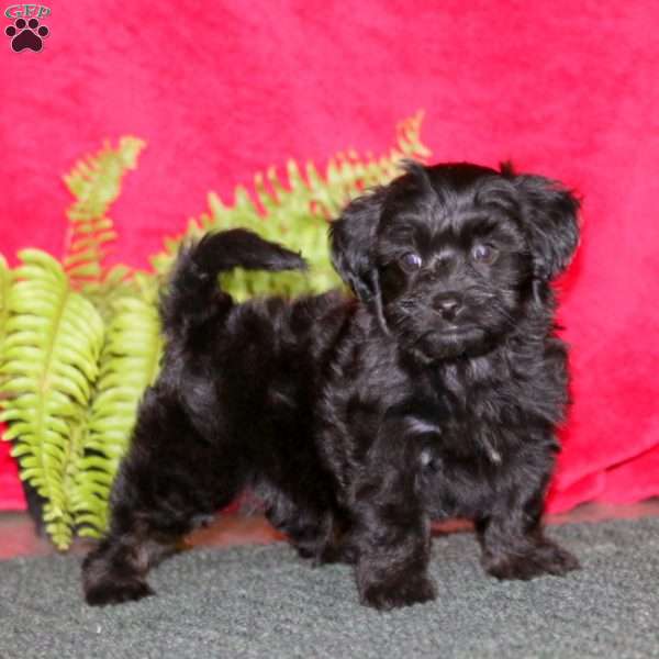 Levi, Miniature Poodle Puppy