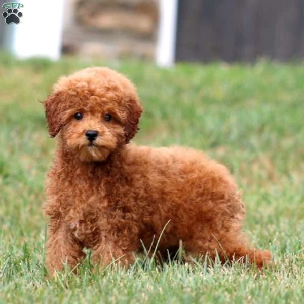 Levi, Toy Poodle Puppy