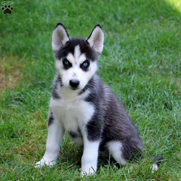 Levi, Siberian Husky Puppy