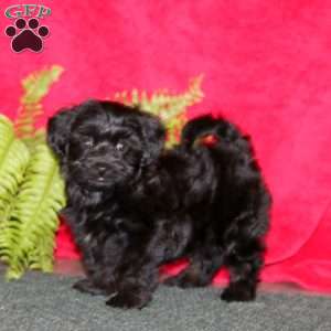Levi, Miniature Poodle Puppy