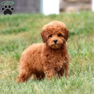 Levi, Toy Poodle Puppy