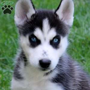 Levi, Siberian Husky Puppy