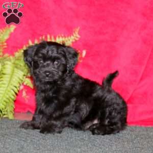 Levi, Miniature Poodle Puppy