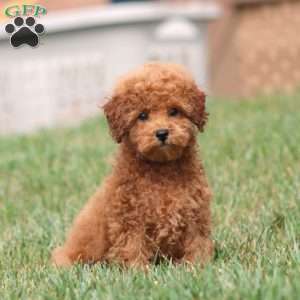 Levi, Toy Poodle Puppy