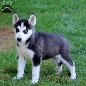 Levi, Siberian Husky Puppy