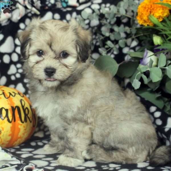 Lewis, Havanese Puppy