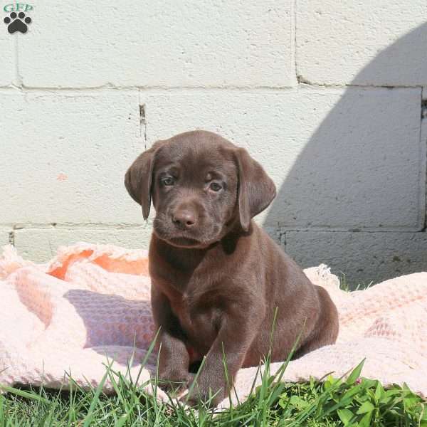 Lewis, Chocolate Labrador Retriever Puppy