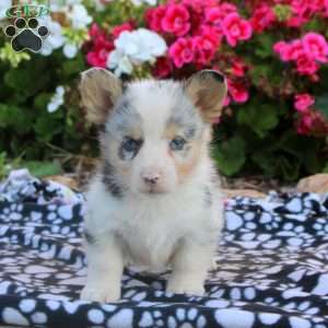 Lewis, Pembroke Welsh Corgi Puppy