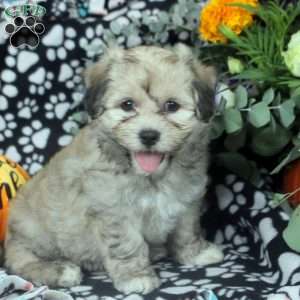 Lewis, Havanese Puppy