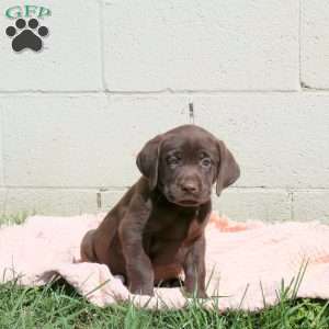 Lewis, Chocolate Labrador Retriever Puppy