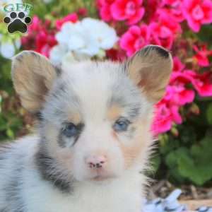 Lewis, Pembroke Welsh Corgi Puppy