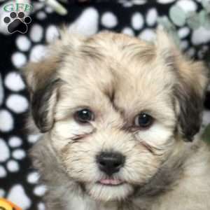 Lewis, Havanese Puppy