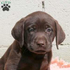Lewis, Chocolate Labrador Retriever Puppy