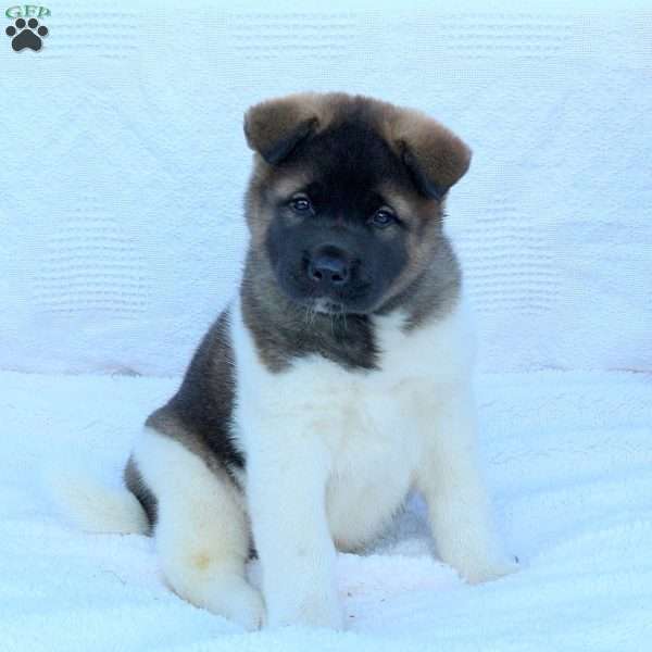 Lexi, Akita Puppy