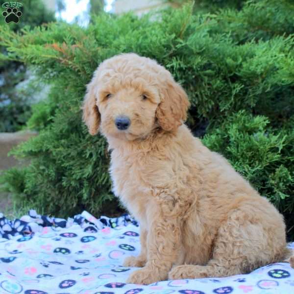 Lexi, Goldendoodle Puppy