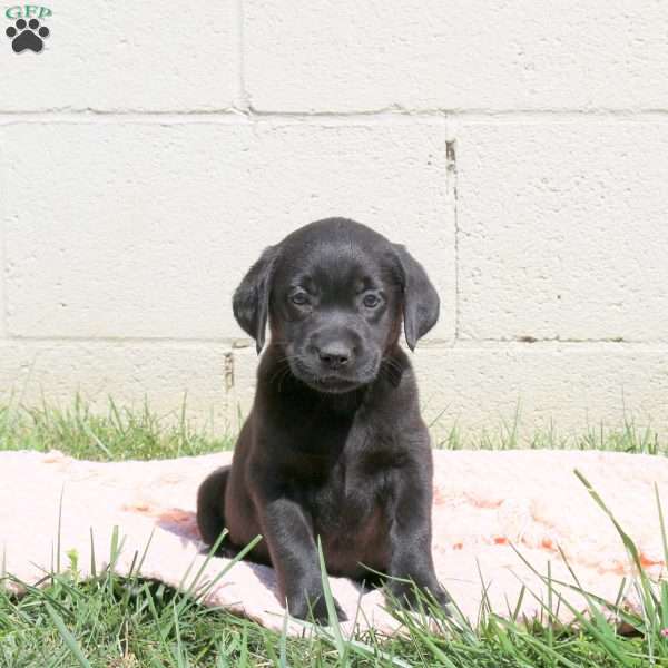 Lexi, Black Labrador Retriever Puppy