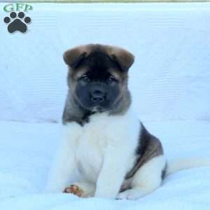 Lexi, Akita Puppy