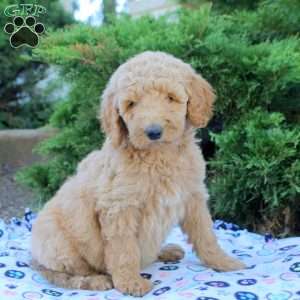 Lexi, Goldendoodle Puppy