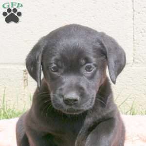 Lexi, Black Labrador Retriever Puppy