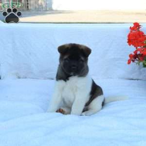 Lexi, Akita Puppy