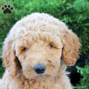 Lexi, Goldendoodle Puppy