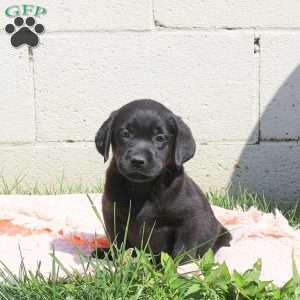 Lexi, Black Labrador Retriever Puppy
