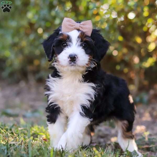 Lexi, Bernedoodle Puppy