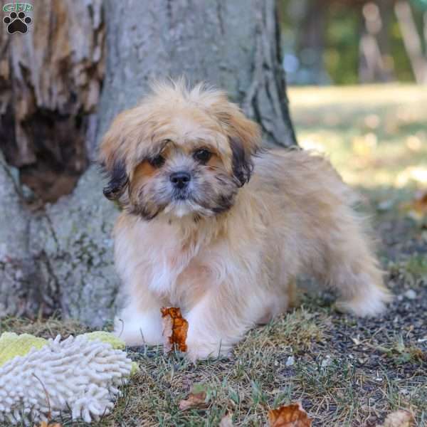 Lexi, Lhasa Apso Puppy