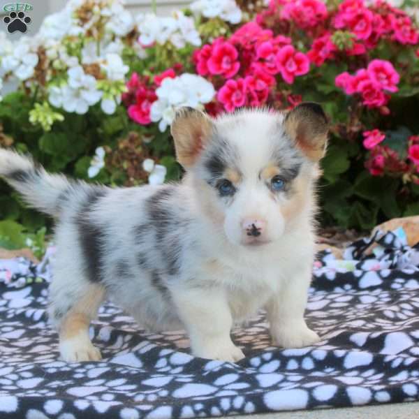 Liam, Pembroke Welsh Corgi Puppy