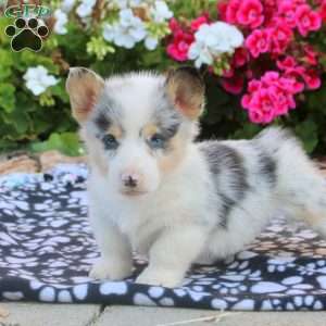 Liam, Pembroke Welsh Corgi Puppy