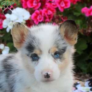 Liam, Pembroke Welsh Corgi Puppy
