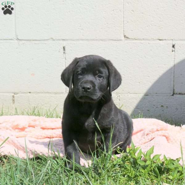 Licorice, Black Labrador Retriever Puppy