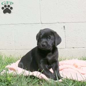 Licorice, Black Labrador Retriever Puppy