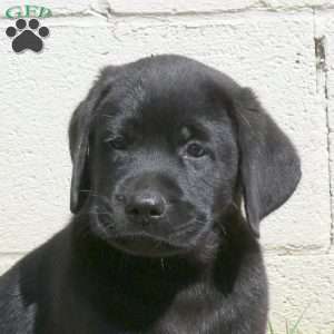 Licorice, Black Labrador Retriever Puppy