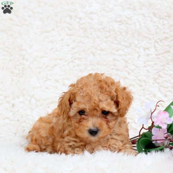 Lightning, Toy Poodle Puppy