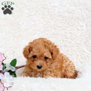 Lightning, Toy Poodle Puppy
