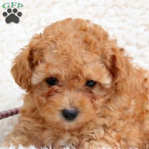 Lightning, Toy Poodle Puppy