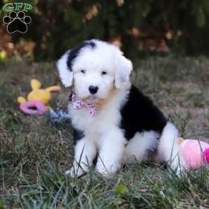Lila, Sheepadoodle Puppy