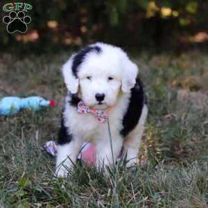 Lila, Sheepadoodle Puppy