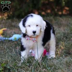 Lila, Sheepadoodle Puppy