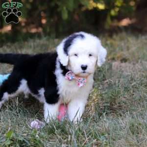 Lila, Sheepadoodle Puppy