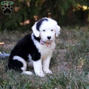 Lila, Sheepadoodle Puppy