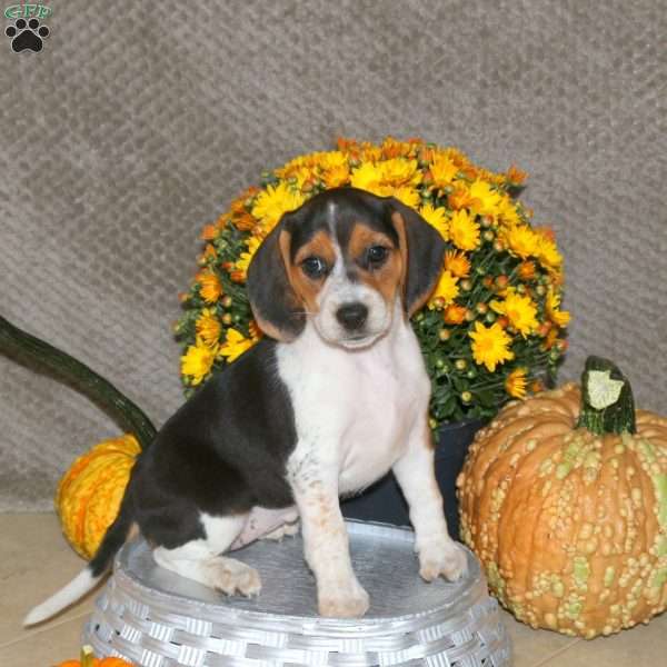 Lila, Beagle Puppy