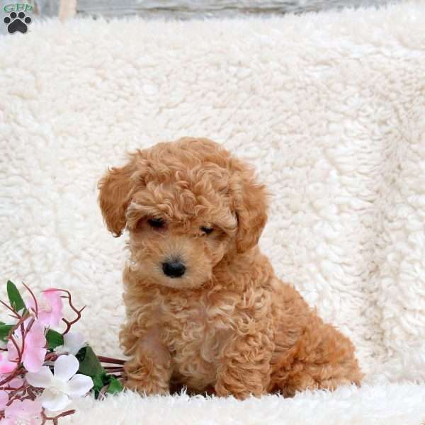 Lila, Toy Poodle Puppy