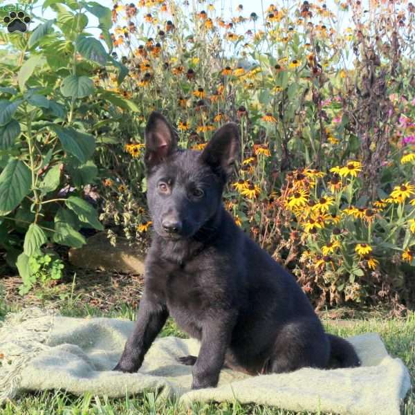 Lila, German Shepherd Puppy