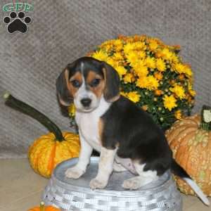 Lila, Beagle Puppy