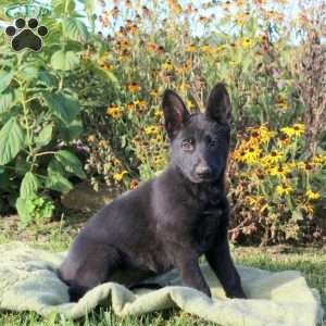 Lila, German Shepherd Puppy