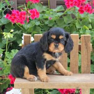 Lila, Cavalier King Charles Spaniel Puppy