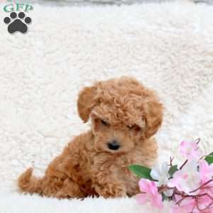Lila, Toy Poodle Puppy